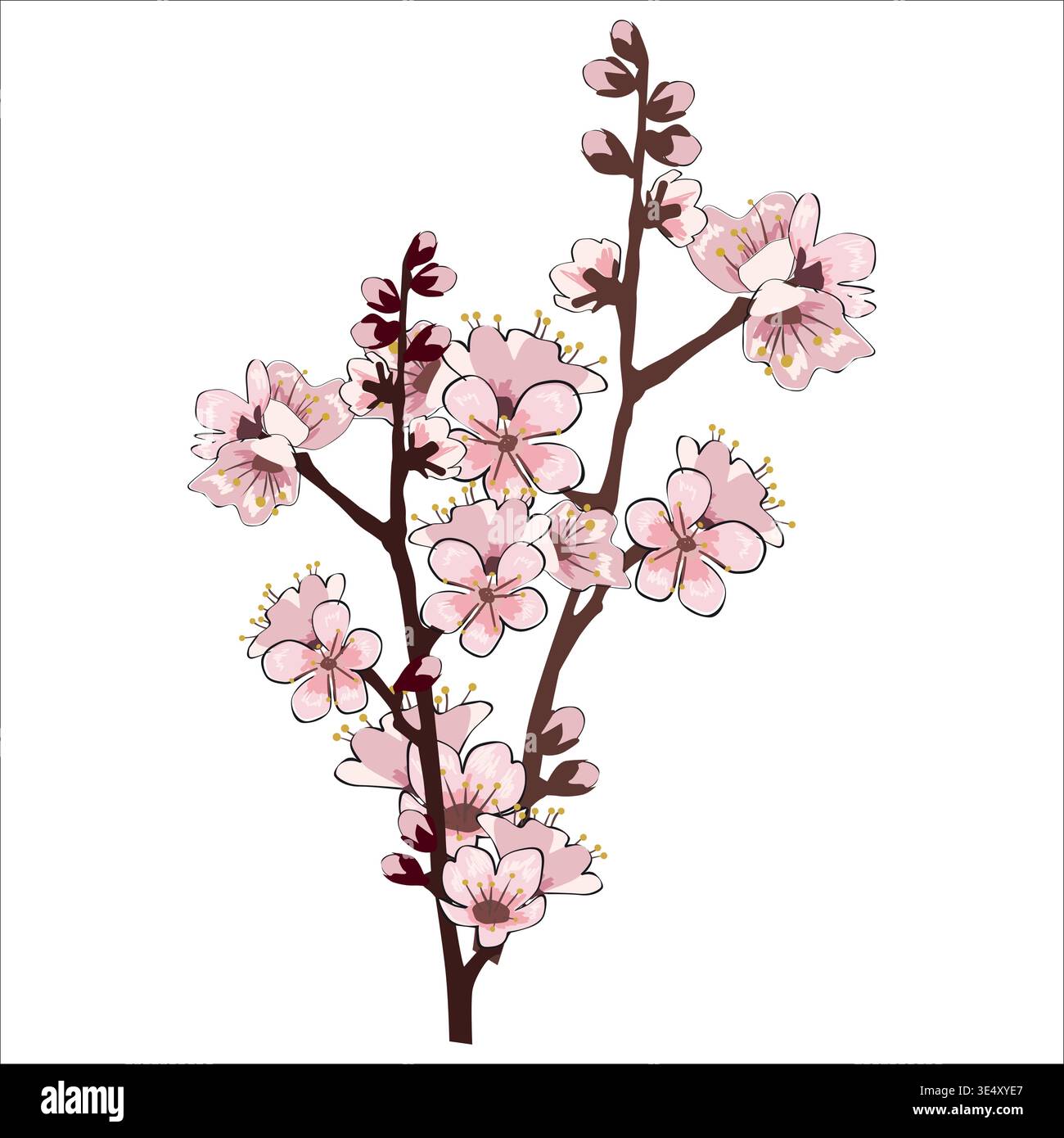 Spring blooming flowers branch Sakura cherry Stock Vector