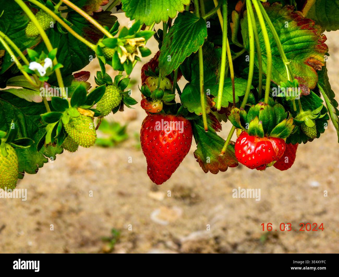Illustrating various stages hi-res stock photography and images - Alamy