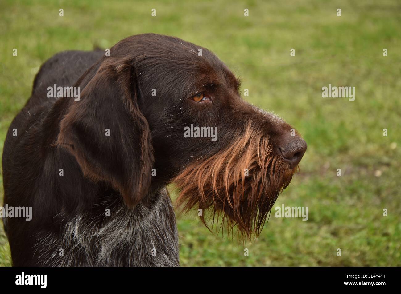 German wirehaired pointer dog closeup outdoor portrait Stock Photo