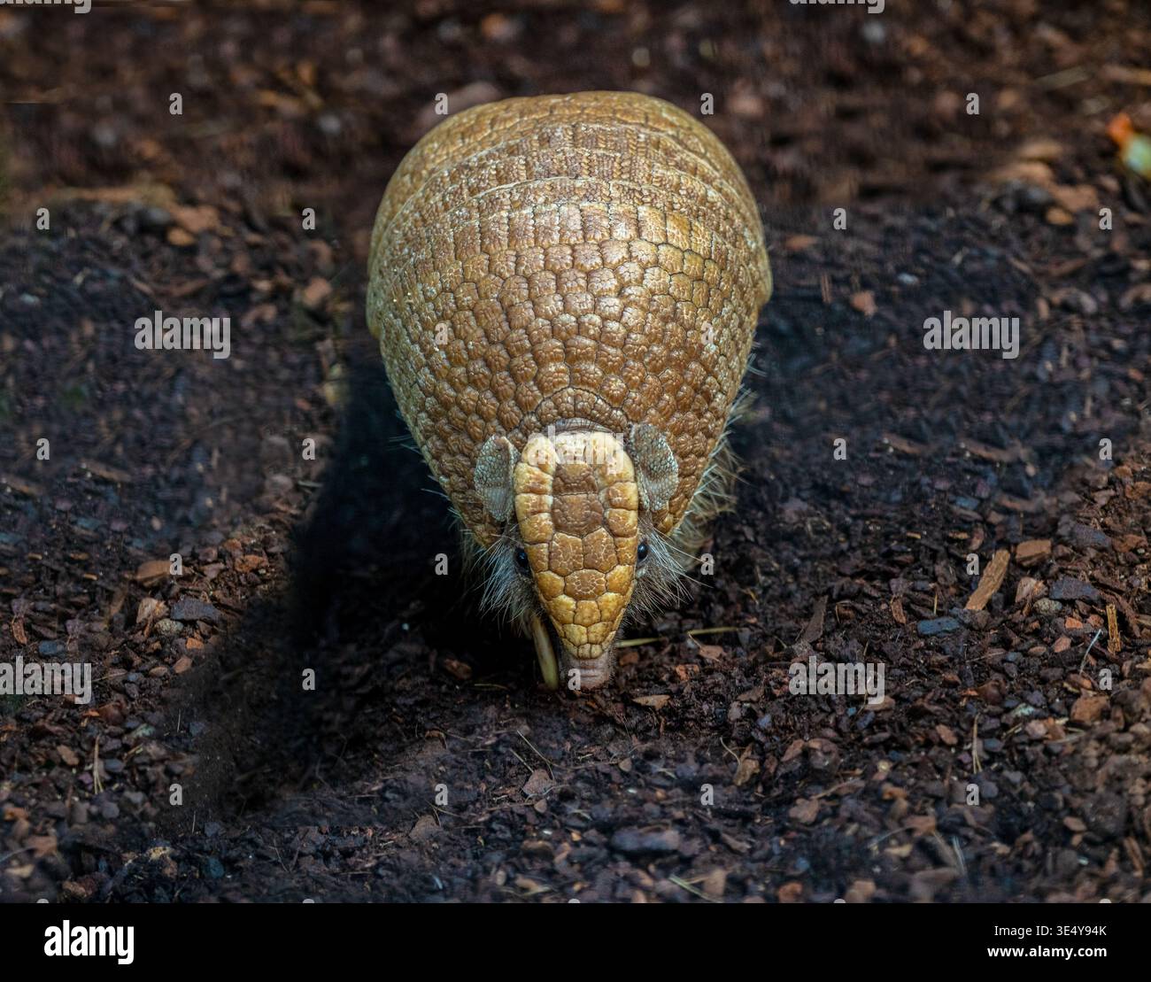 Southern three-banded armadillo (Tolypeutes matacus) runs on the ground Stock Photo