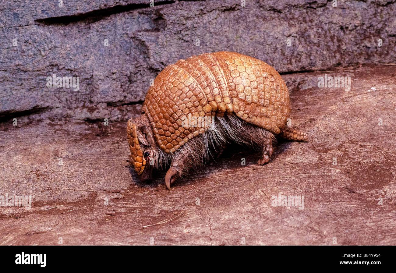 Southern three-banded armadillo (Tolypeutes matacus) runs on the ground Stock Photo