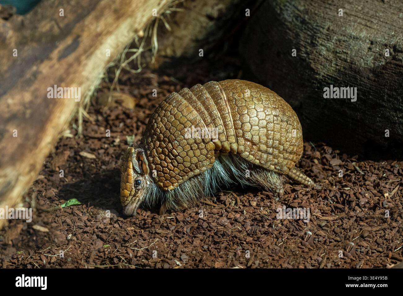 Southern three-banded armadillo (Tolypeutes matacus) runs on the ground Stock Photo
