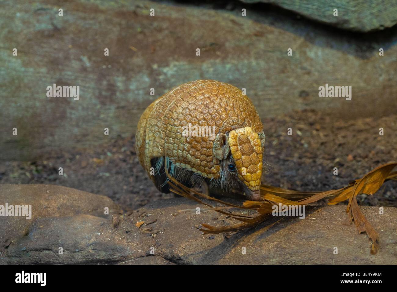 Southern three-banded armadillo (Tolypeutes matacus) runs on the ground Stock Photo
