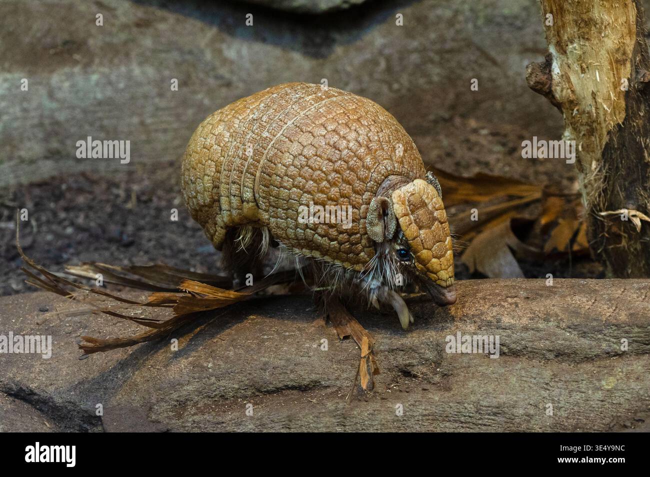 Southern three-banded armadillo (Tolypeutes matacus) runs on the ground Stock Photo