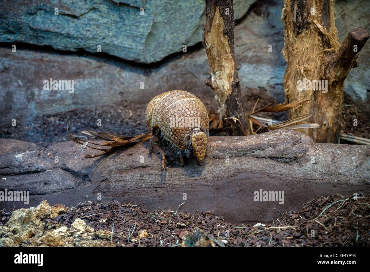 Southern three-banded armadillo (Tolypeutes matacus) runs on the ground Stock Photo