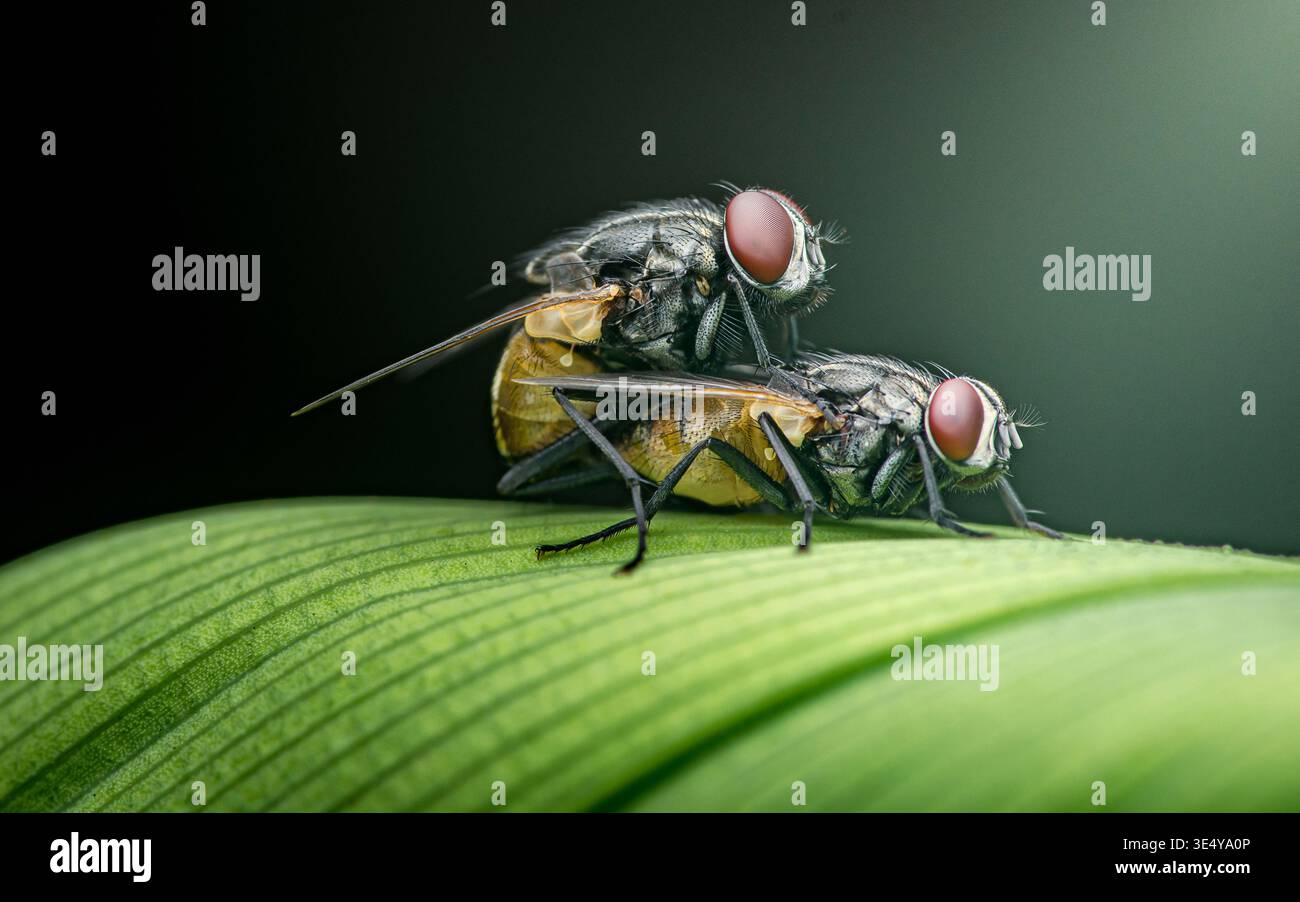 Two Mating Insects Specific plant anatomy hi-res stock photography and images - Alamy