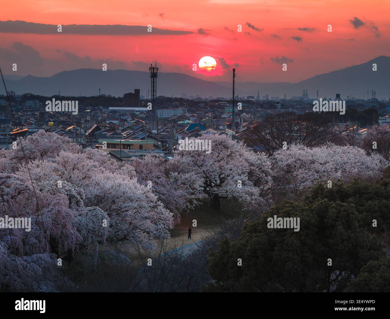Japanese cherry blossoms sunset hi-res stock photography and images - Alamy