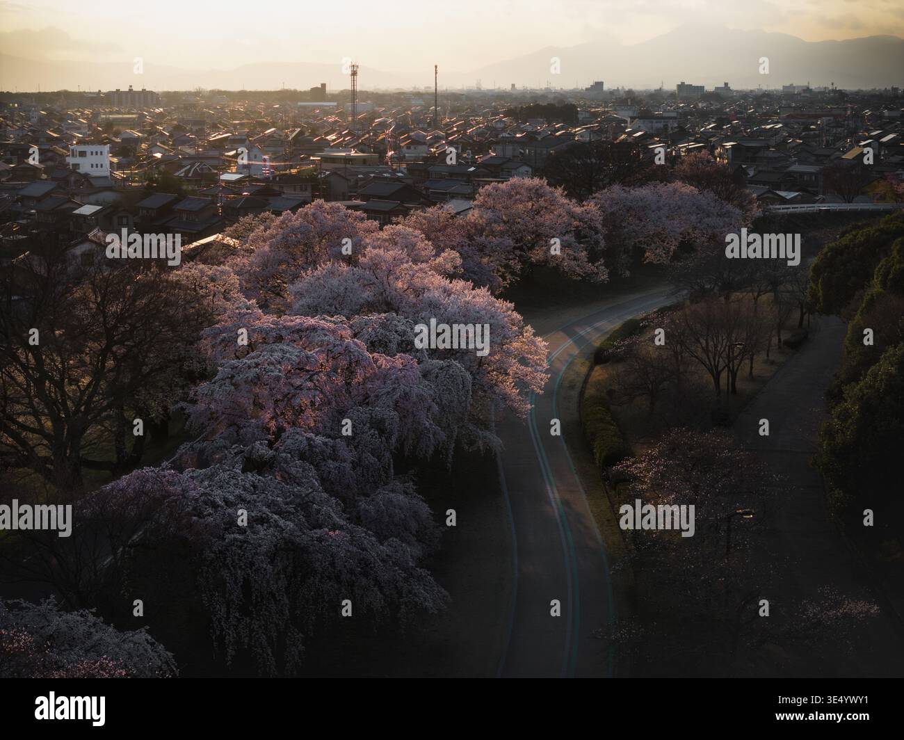 Aerial view of cherry blossoms in full bloom along the Kiso River ...