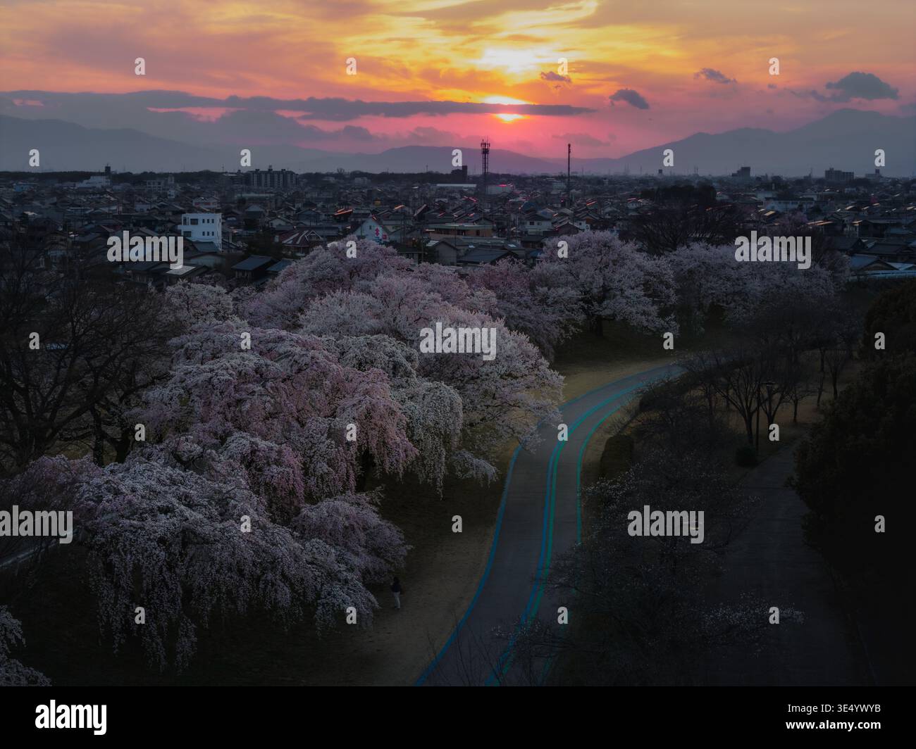 Sunset cherry blossoms hi-res stock photography and images - Alamy