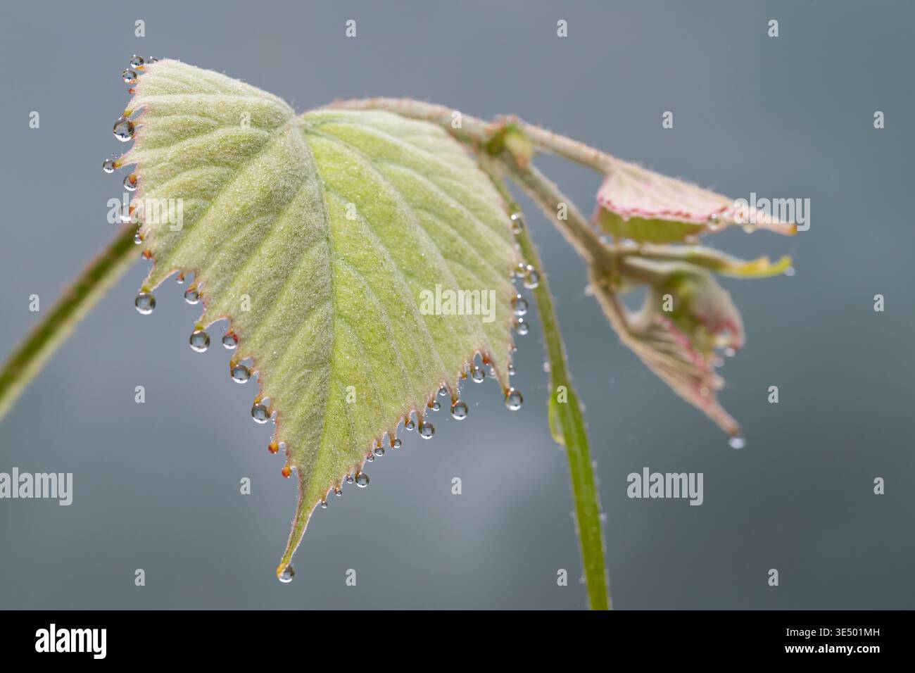 Water Drops Collect on a Grape Leaf from Guttation Stock Photo