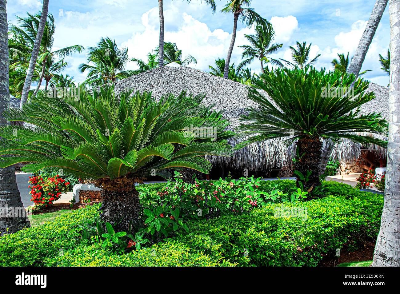 Lush tropical resort garden with Cycas revoluta Sago Palm in foreground ...