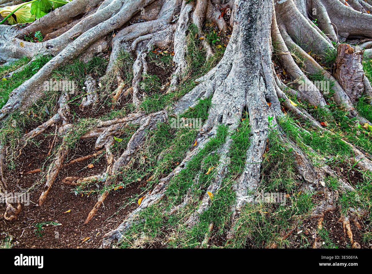 Massive exposed root system of Banyan tree (Ficus benghalensis) with ...