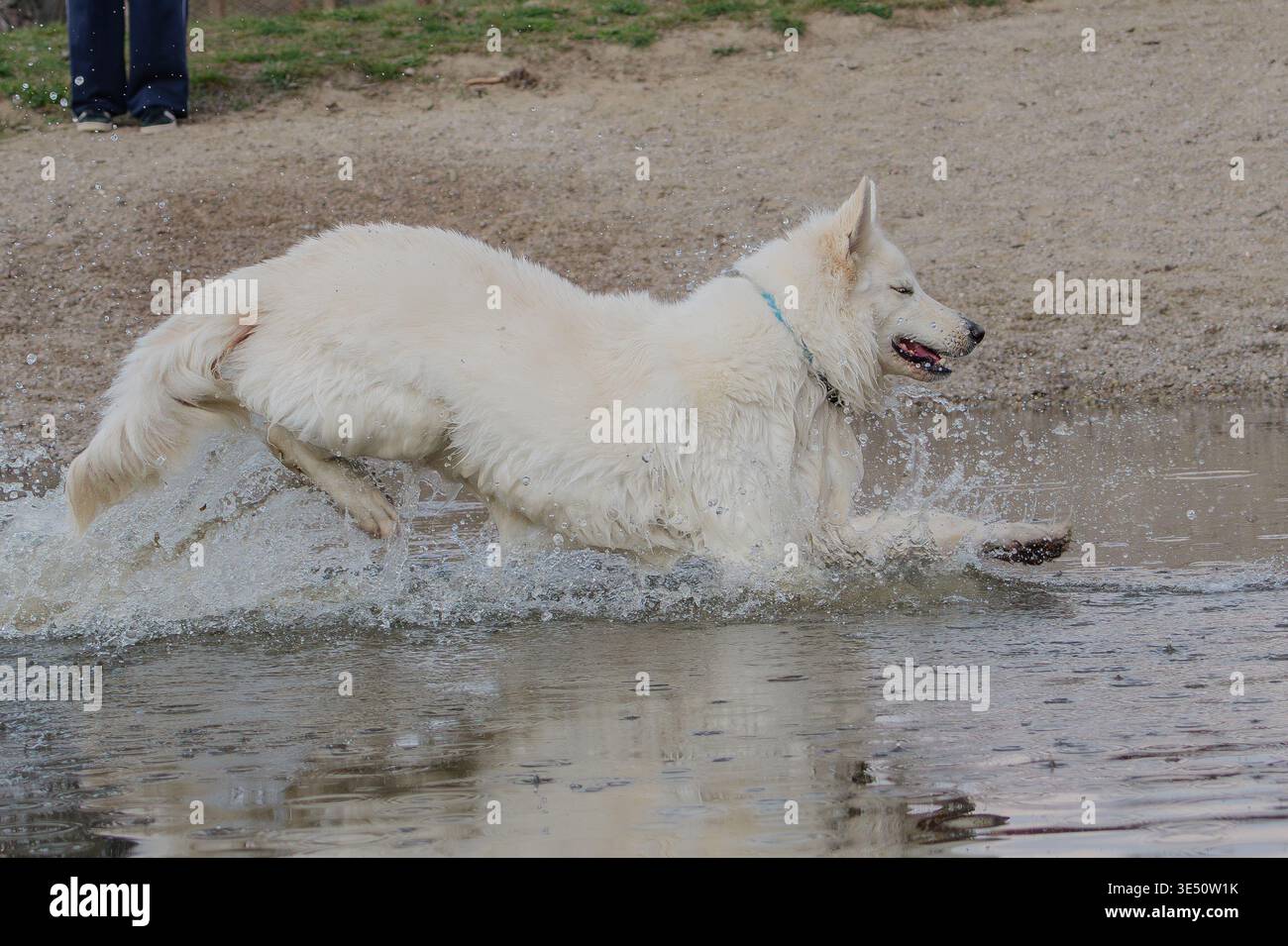 White Swiss Shepherd dog playing and splashing in the water Stock Photo
