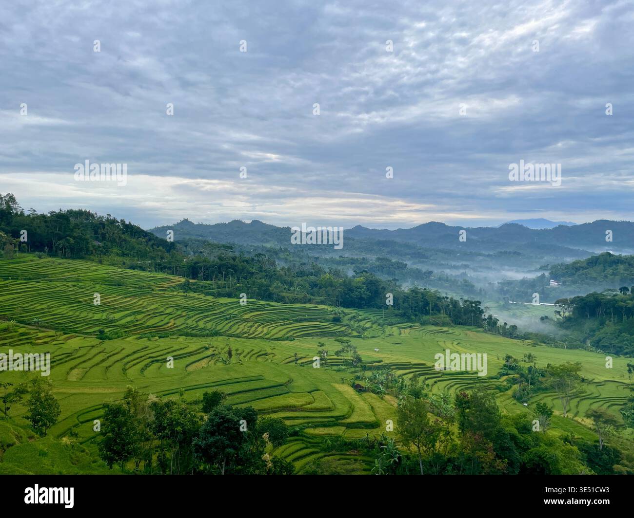 Green agricultural terraces set against a contrasting cloudy background. Dramatic lighting over a traditional farming landscape - Smartphone Captured Stock Image