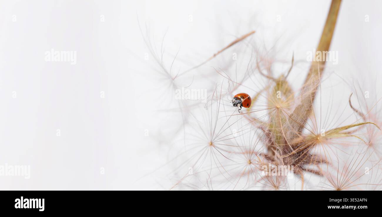 Ladybird on fluffy Dandelion on light background Stock Photo
