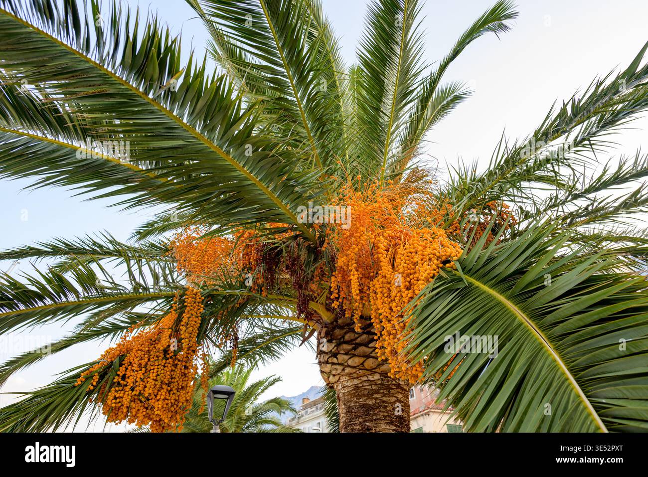 Date palm orchard tree fruit hi-res stock photography and images