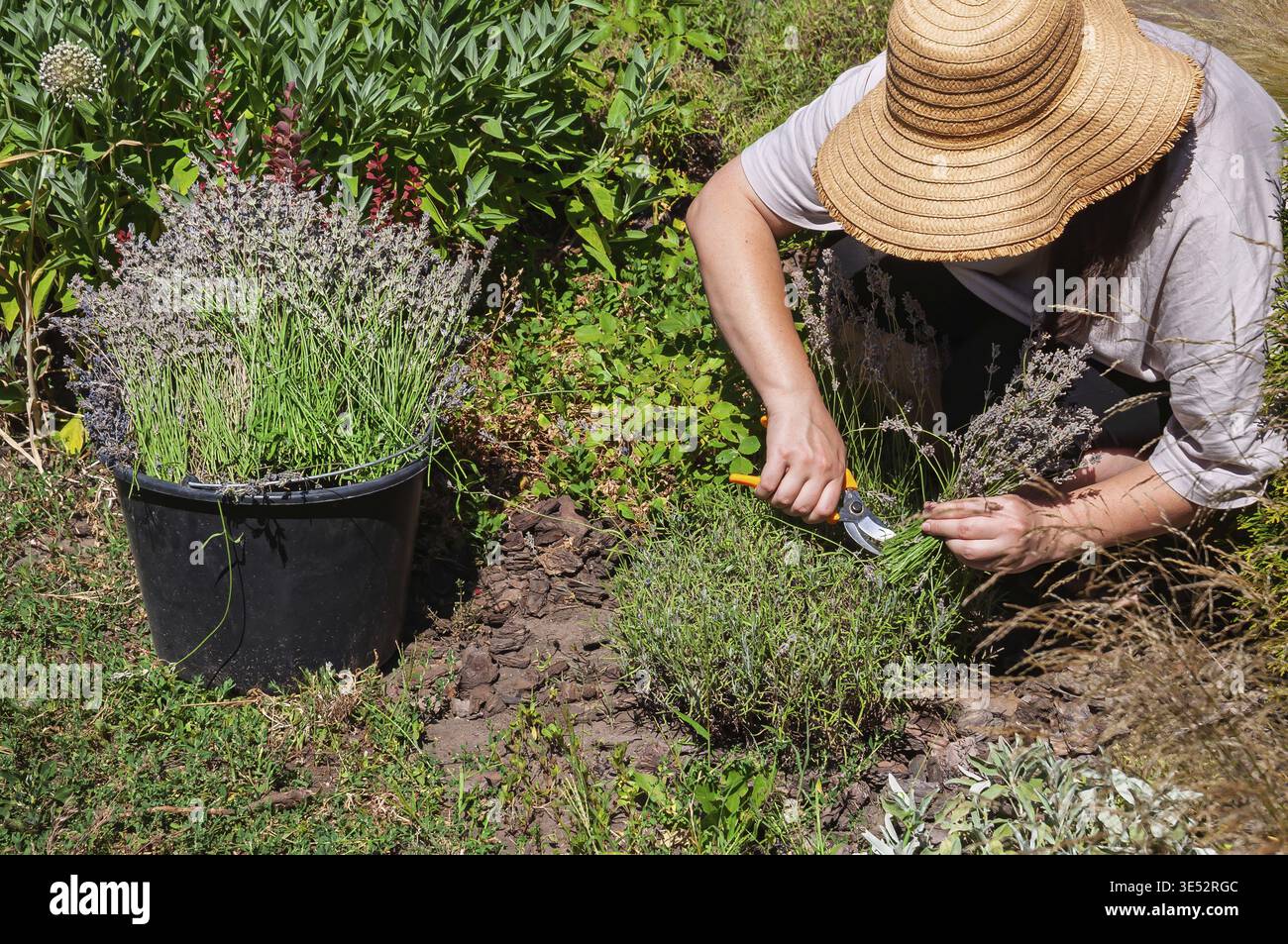 Frau erntet Lavendel in einem Garten mit einer Gartenschere an einem sonnigen Tag Stock Photo