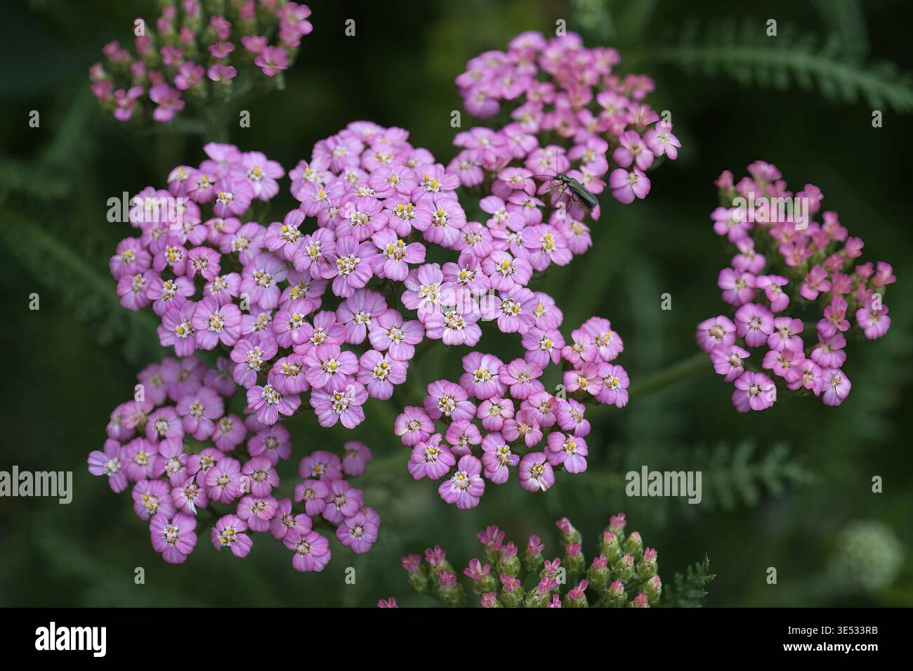 Highlighting clusters of small hi-res stock photography and images - Alamy