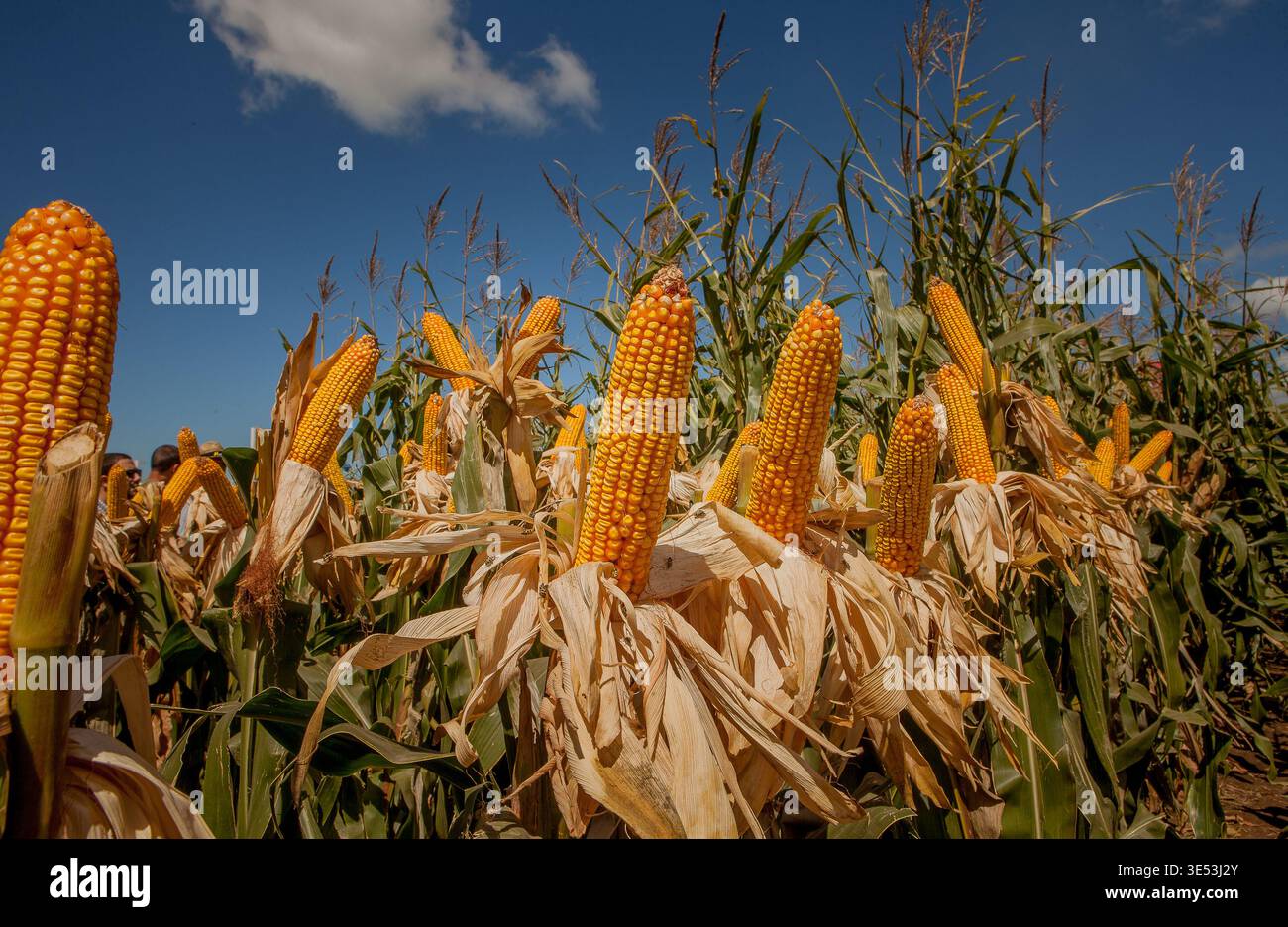 Campo de cultivo de cereales hi-res stock photography and images - Alamy