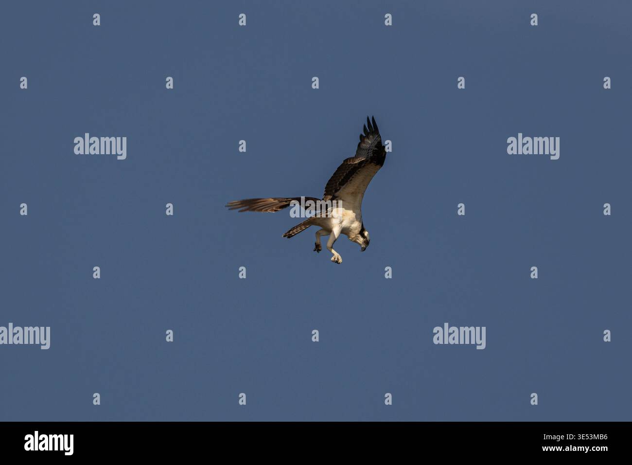 Osprey Hunting in Flight Against Deep Blue Sky Stock Photo - Alamy