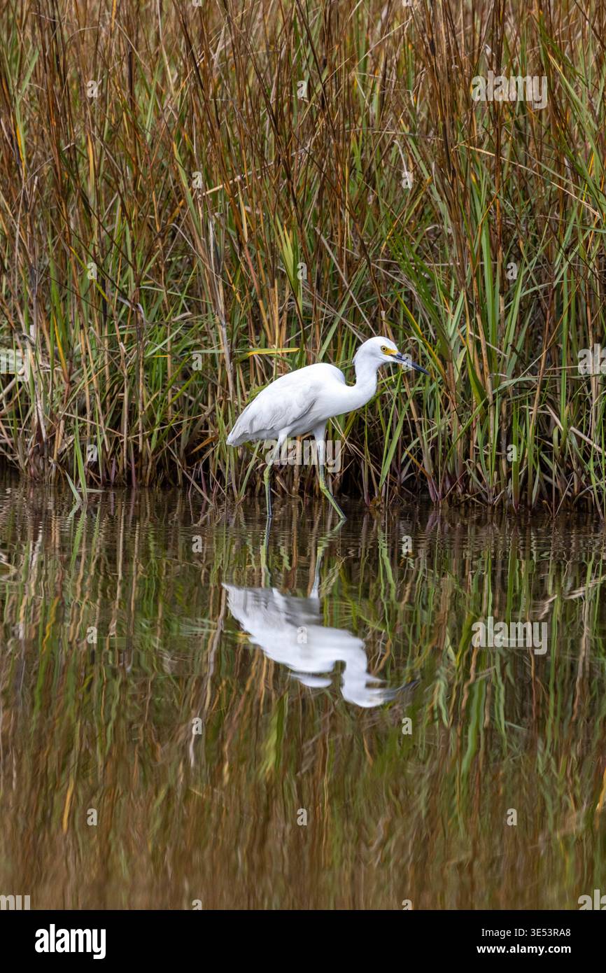 A serene, full-body photograph of a Snowy Egret (Egretta thula) hunting ...