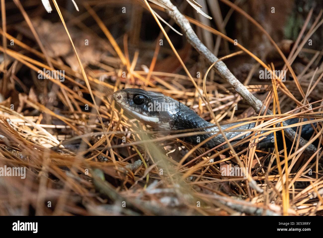 A compelling close-up photograph of a Southern Black Racer (Coluber ...