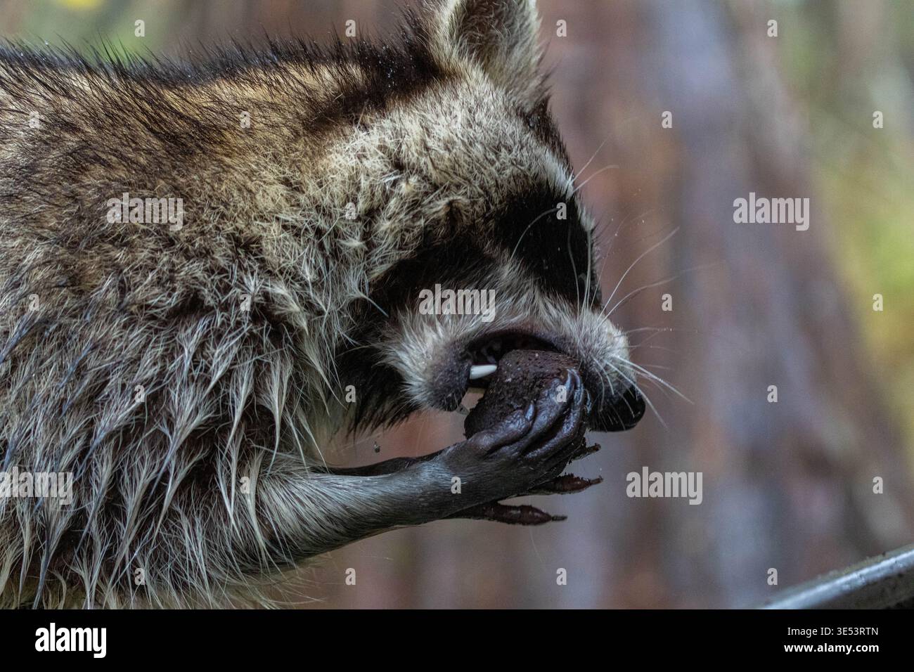 A wild North American raccoon (Procyon lotor) with wet fur stands alert ...