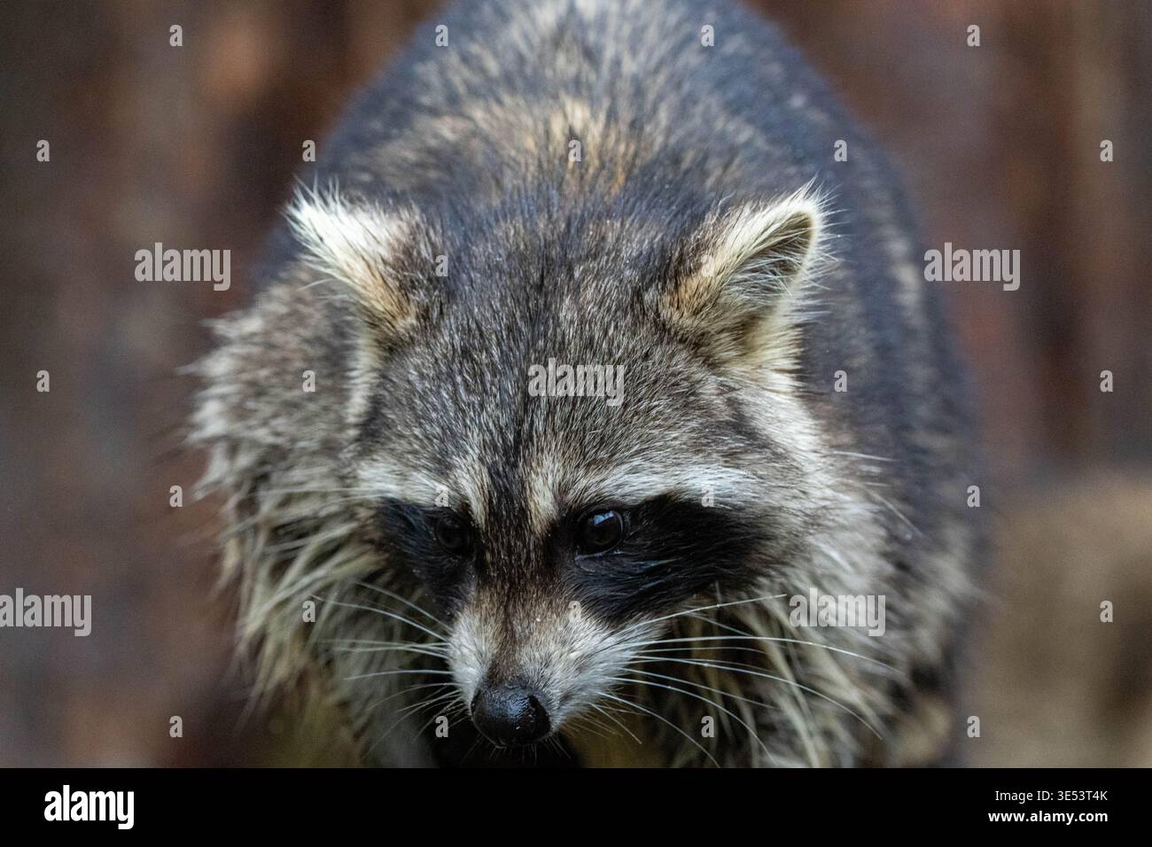 A wild North American raccoon (Procyon lotor) with wet fur stands alert ...