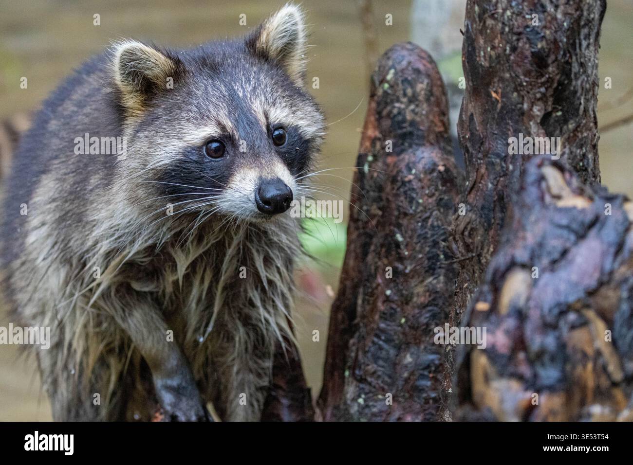 A wild North American raccoon (Procyon lotor) with wet fur stands alert ...