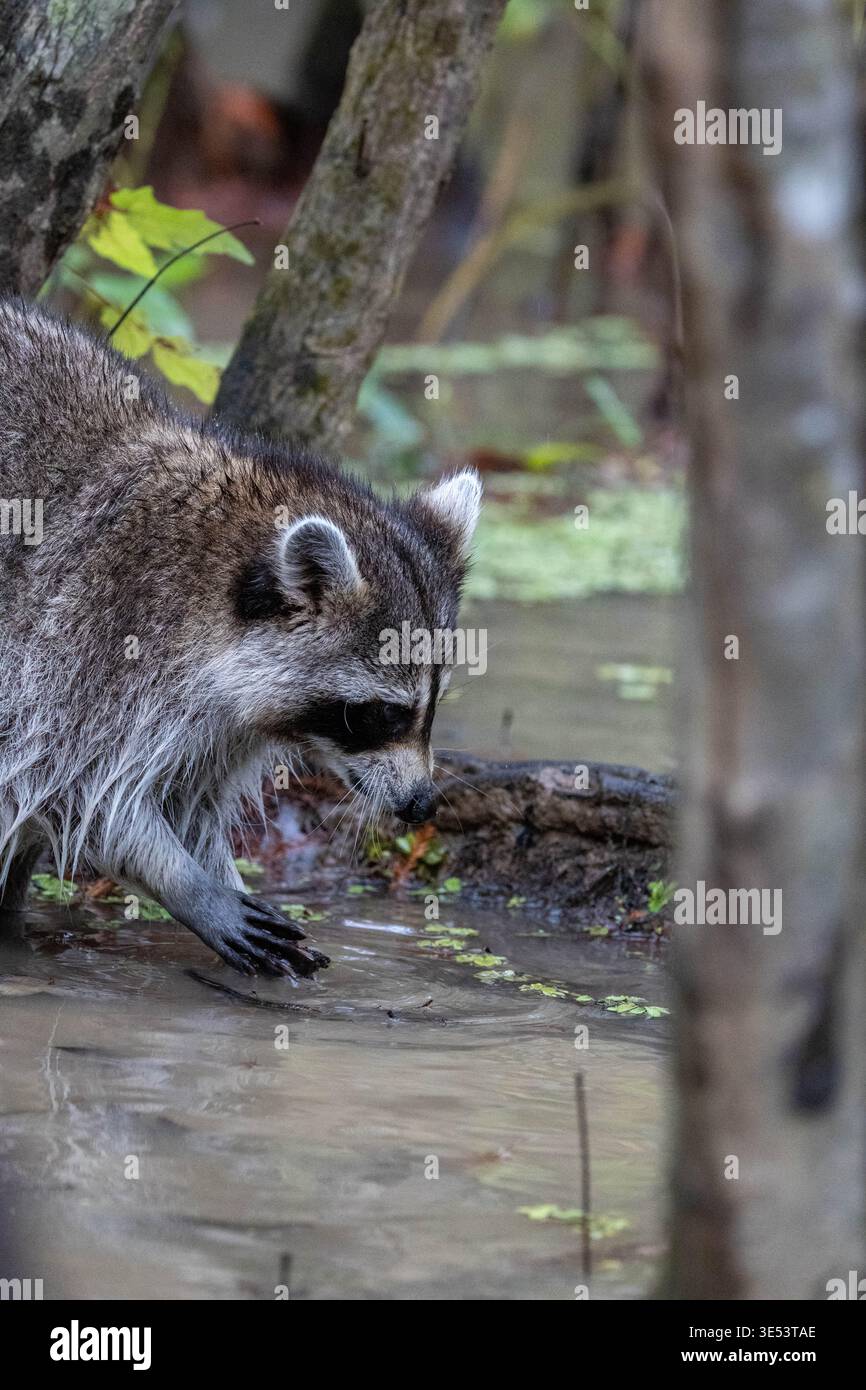 A wild North American raccoon (Procyon lotor) with wet fur stands alert ...