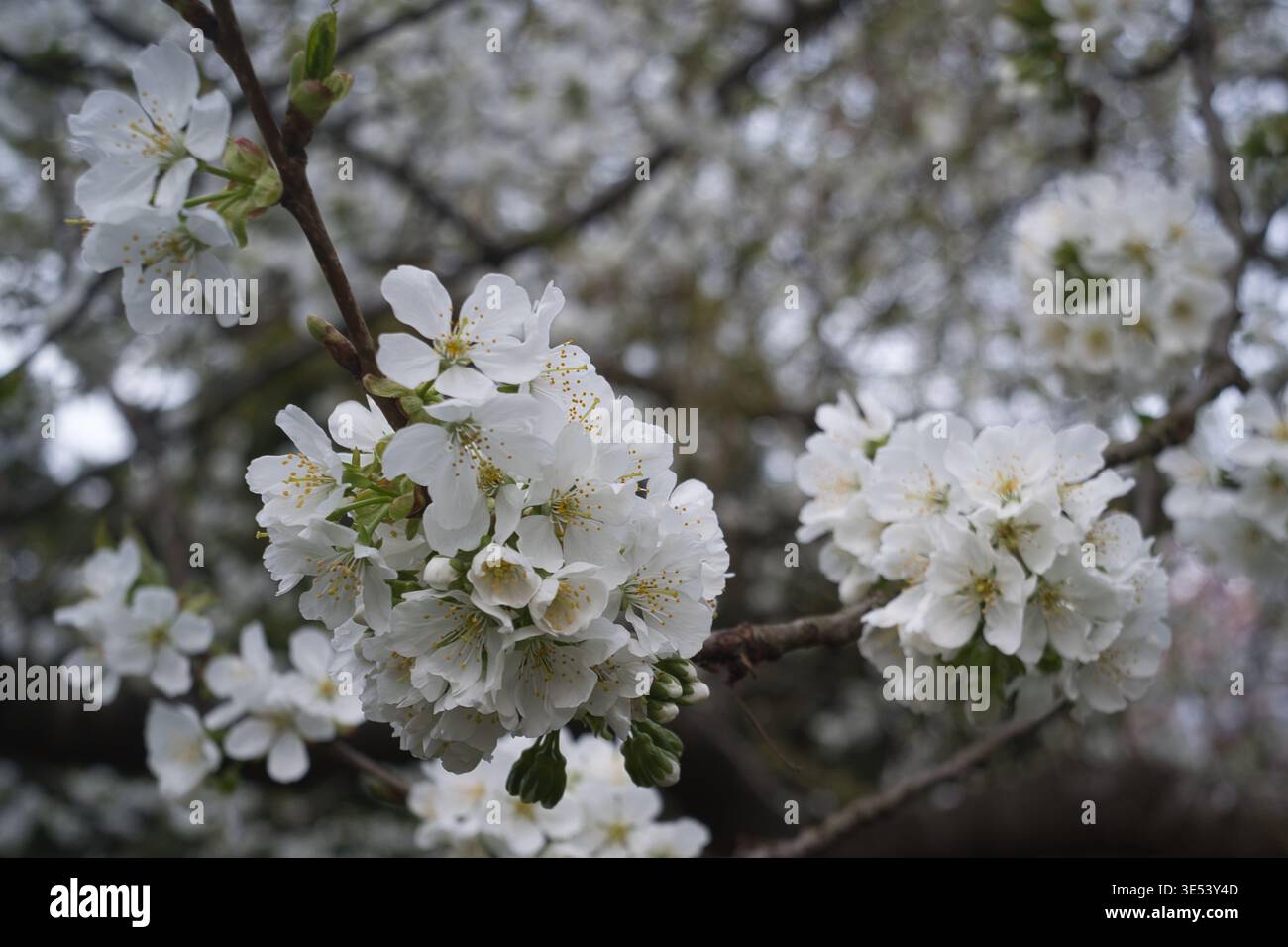 Dense cluster of white blossoms hi-res stock photography and images - Alamy