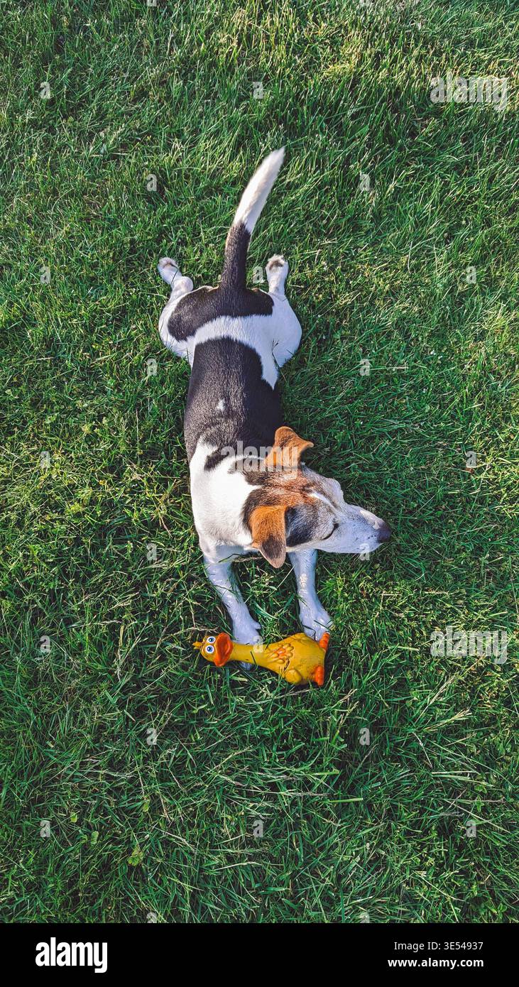 Dog lying on grass with rubber chicken toy in sunny overhead view Stock Photo
