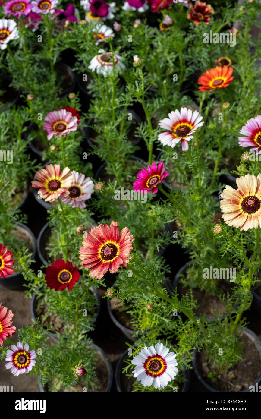 Tricolor Daisy Ismelia carinata Flower Plants Top View Stock Photo
