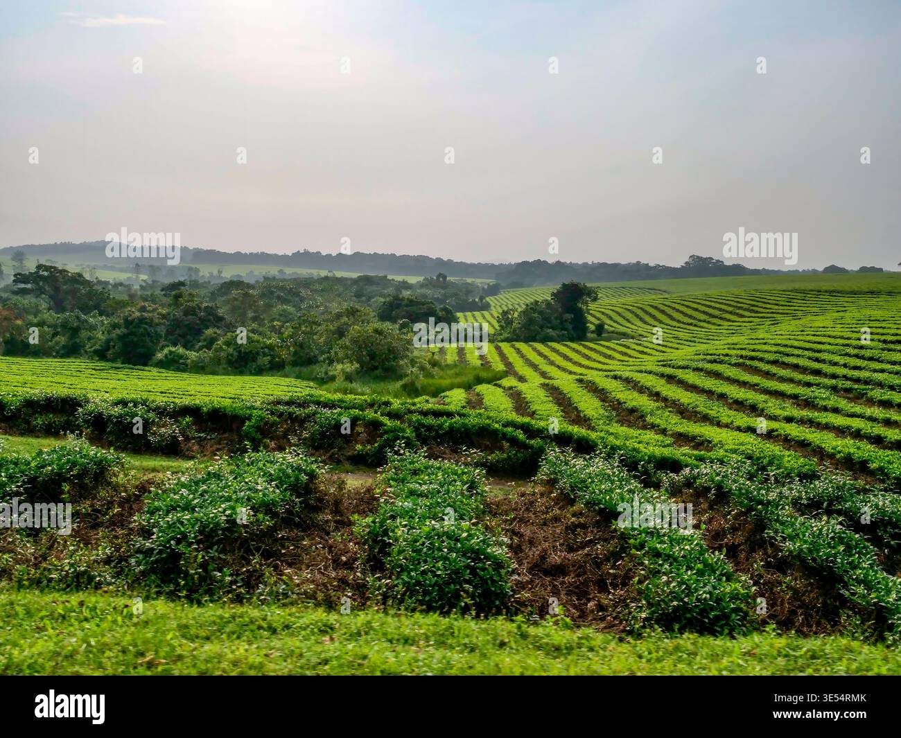 The beautiful landscape of the Mpanga Tea Plantation along the road ...