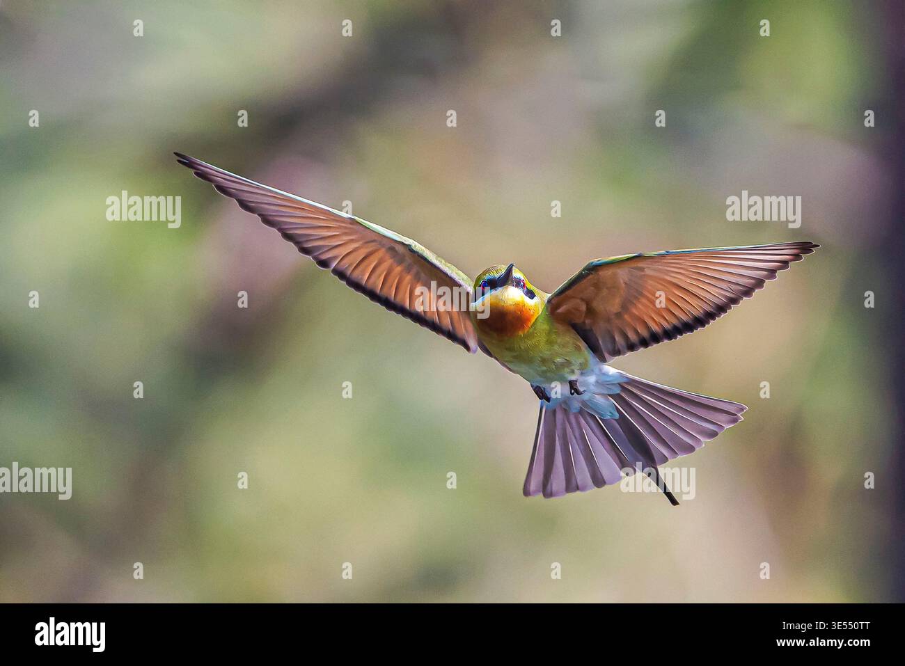 India, Kerala, Thottada, blue tailed bee eater (Merops philippinus) Stock Photo