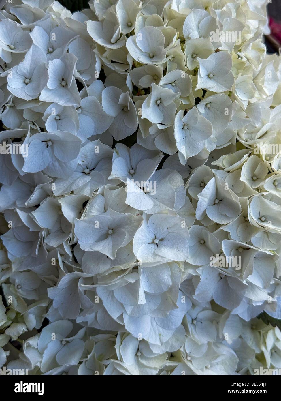 beautiful white hydrangea flowers close up, natural elegance and ...