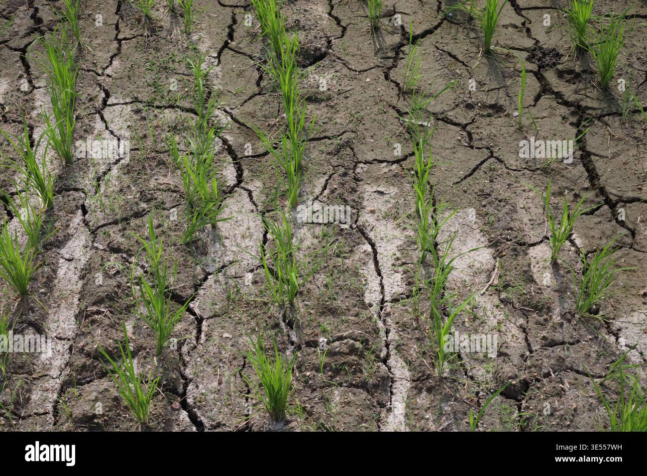 drought paddy rice field lack water highlighting the severe impact of ...