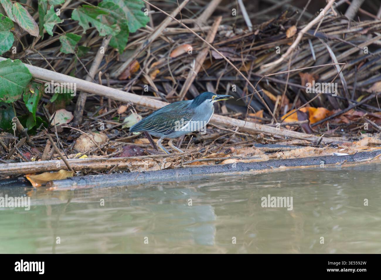 Little heron (Butorides atricapilla) in its natural habitat,the banks of  mangroves along the water of the River Gambia National Park, The Gambia Stock Photo