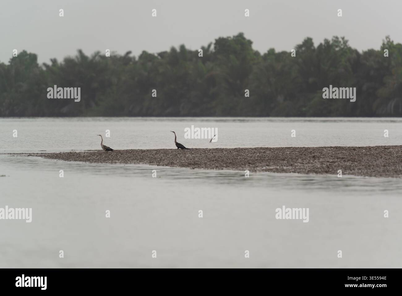 Two African darters (anhinga rufa) on a sandbank in the River Gambia National Park, The Gambia. Stock Photo