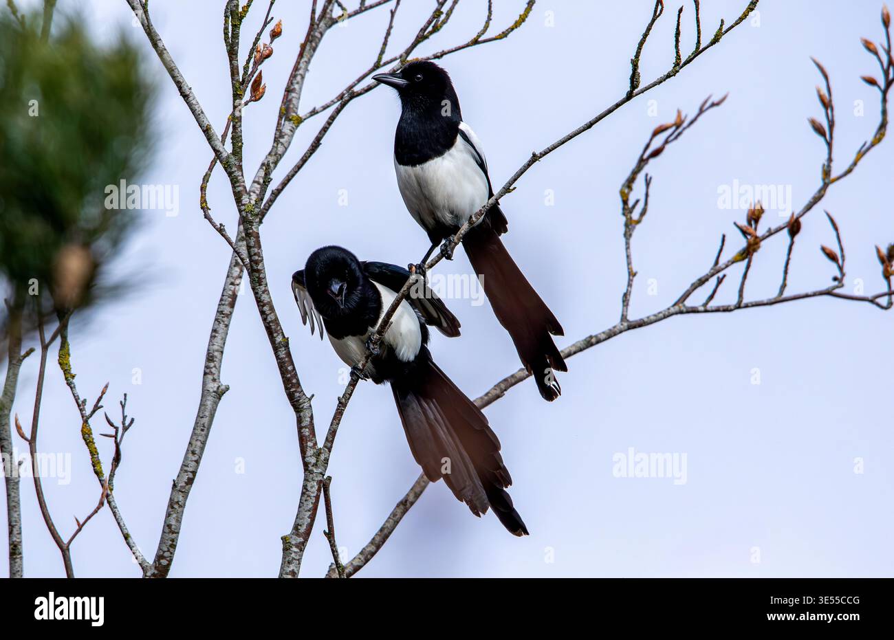 Springtime Magpies Long tailed magpies courting hi-res stock photography and images - Alamy