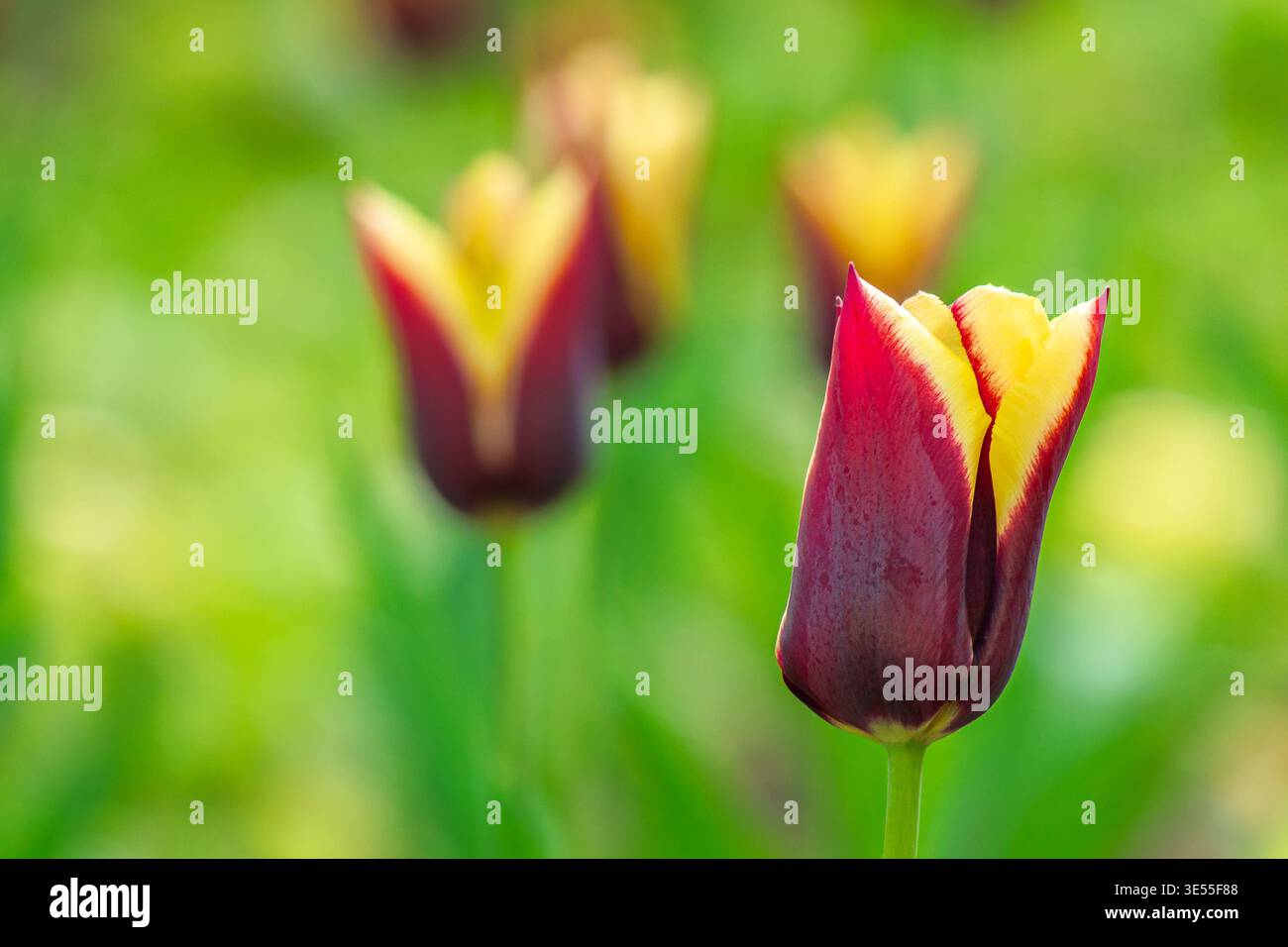 brown tulip flower with yellow stripe. picture of a blooming garden during spring. floral background for tulip greeting card. closeup view. shallow de Stock Photo