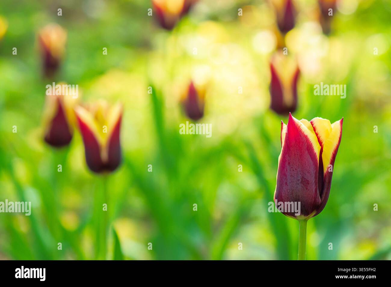 brown tulip flower with yellow stripe. picture of a blooming garden during spring. floral background for tulip greeting card. closeup view. shallow de Stock Photo