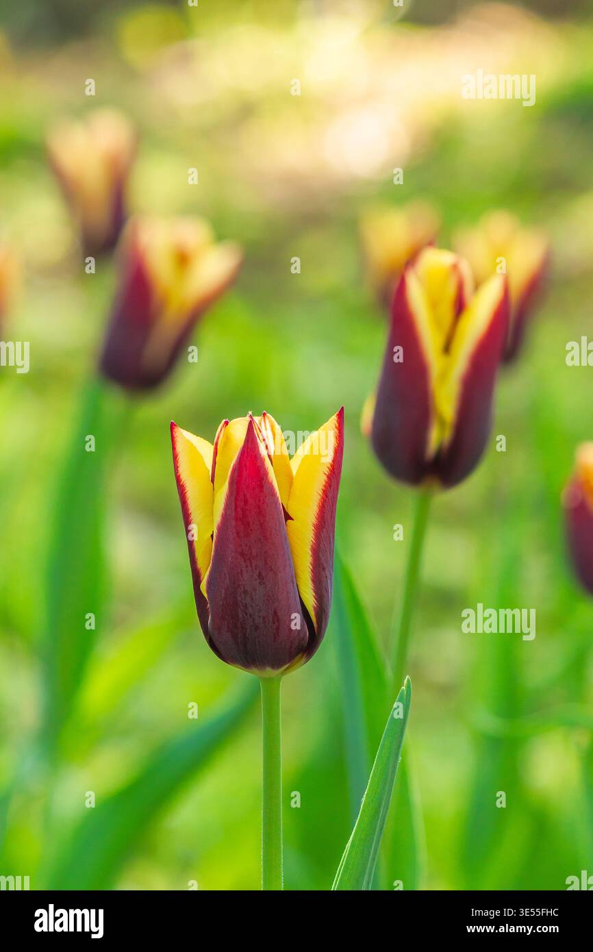 brown tulip flower with yellow stripe. picture of a blooming garden during spring. floral background for tulip greeting card. closeup view. shallow de Stock Photo