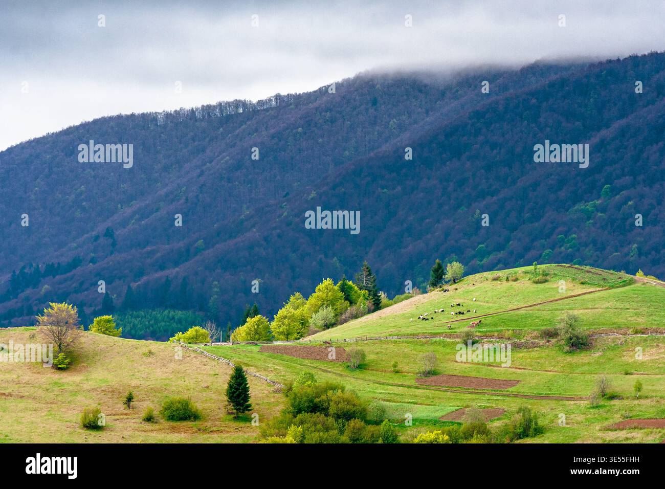 rural mountain landscape during spring. eastern european countryside scenery on a cold cloudy weather. overcast sky above rolling hills of wonderful t Stock Photo