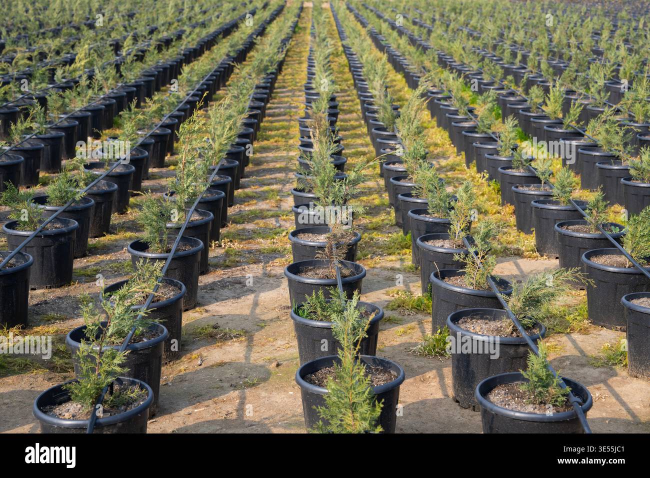 Large outdoor plant nursery with rows of potted conifer saplings connected  to drip irrigation system for efficient landscape plant production Stock  Photo - Alamy