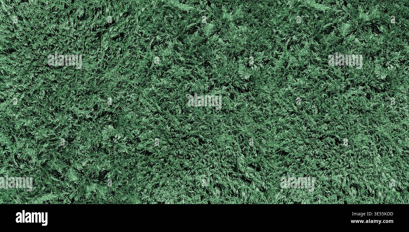 Thuja bush hedge, leaf large texture. Green plant natural pattern widescreen background Stock Photo