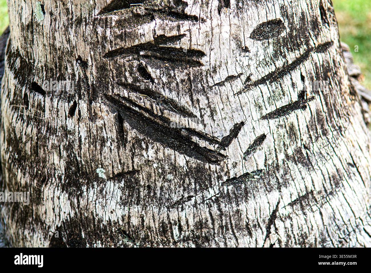 Coconut tree markings hi-res stock photography and images - Alamy