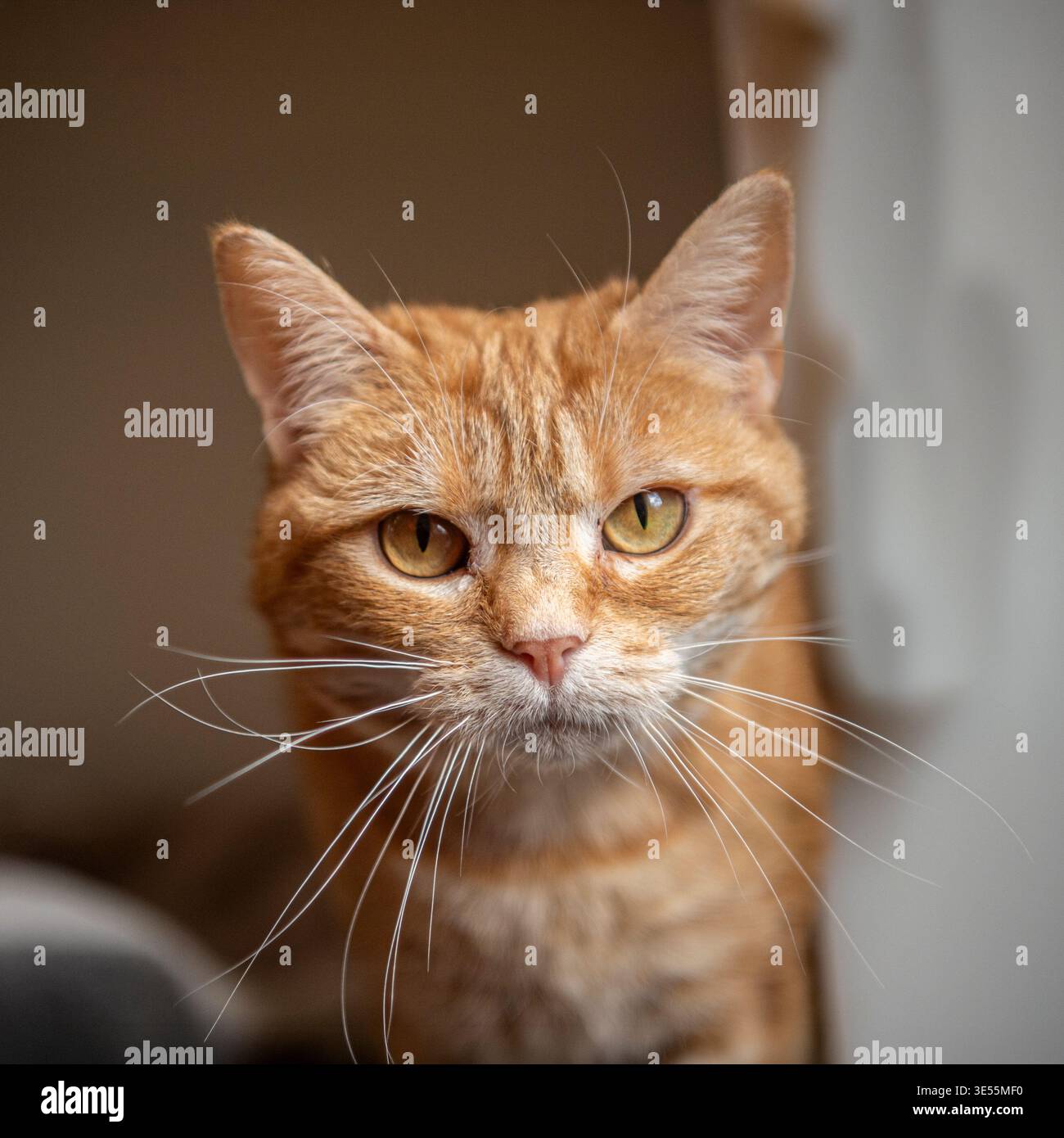 ginger cat Stock Photo