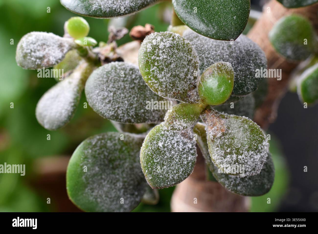 prayer plant pet safe Red Prayer Plant main image 0