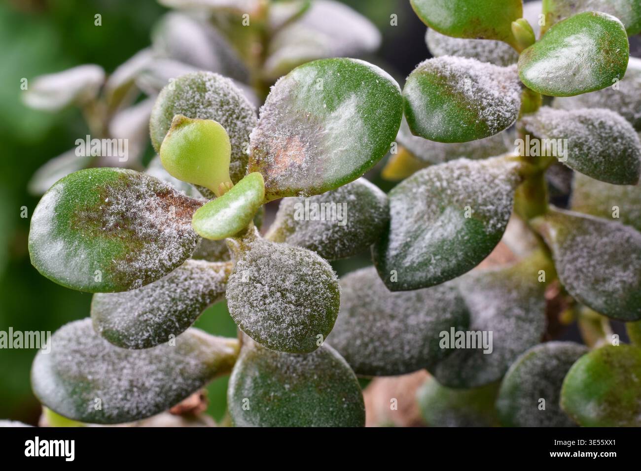 Succulent plant with fungal disease damage on white Stock Photo - Alamy
